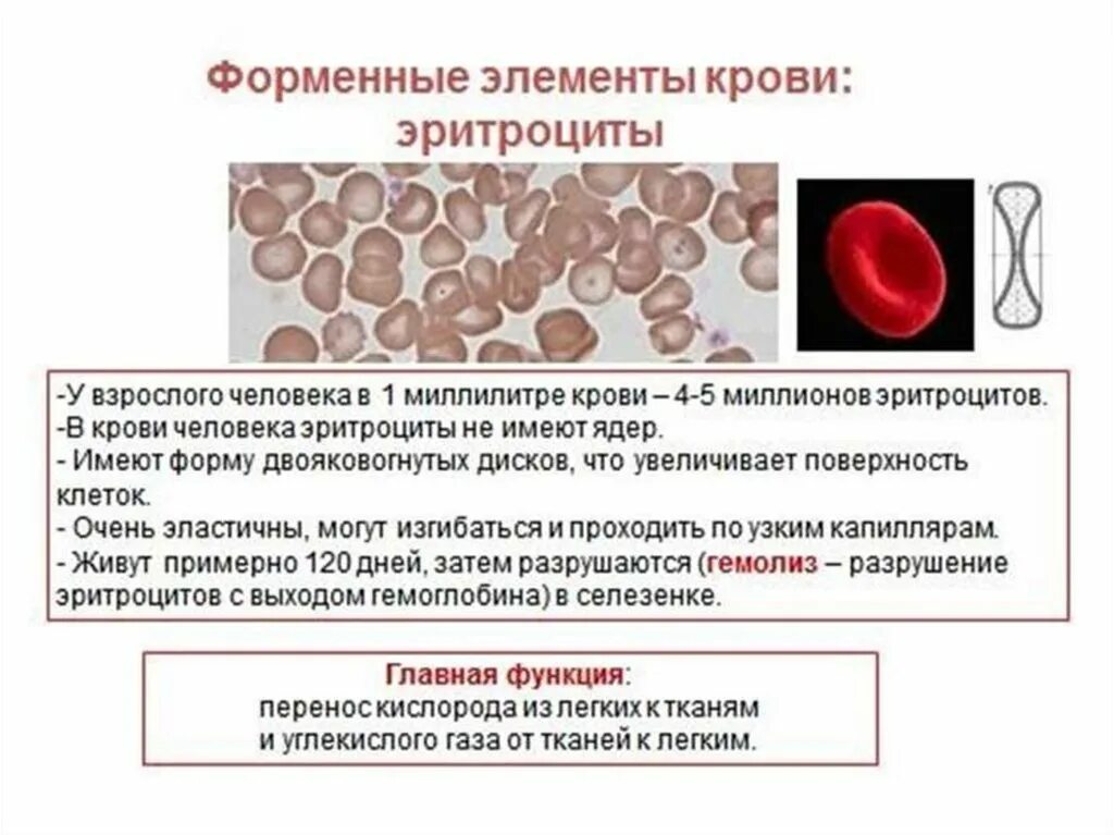 Место разрушения клеток крови