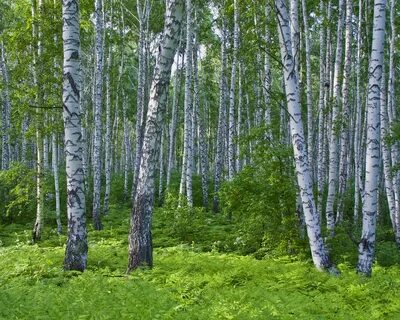 Проект русский лес
