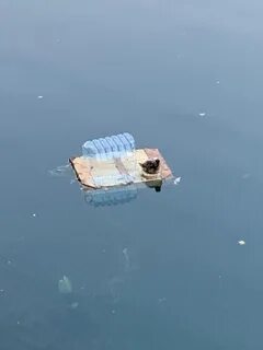Бросили в пруд
