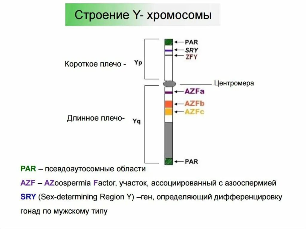 Сколько генов у мужчин