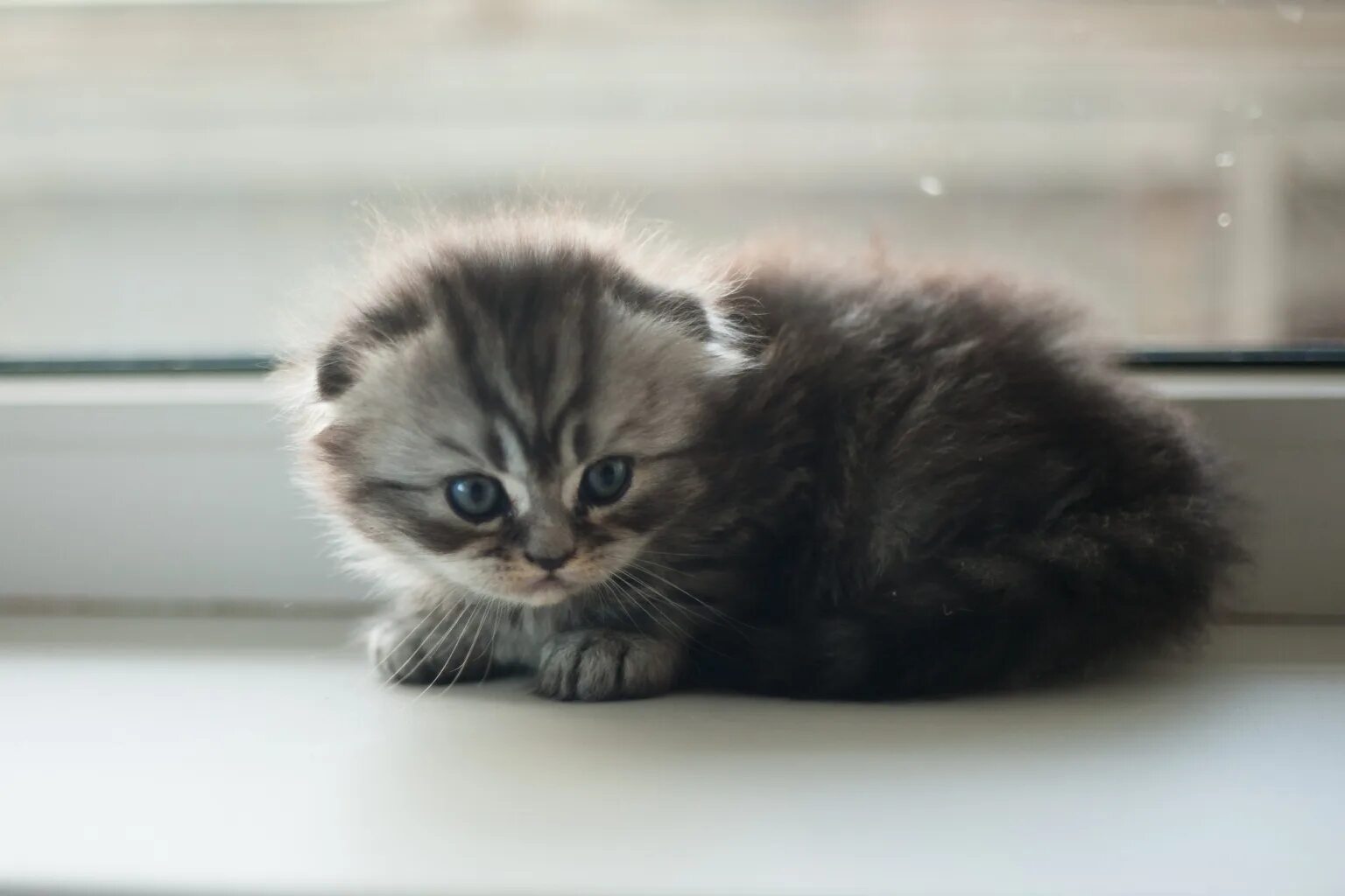Вислоухая кошка маленькая. Вислоухая кошка маленькая. Вислоухие котята шотландцы маленькие. Манчкин шотландская вислоухая. Шотландские вислоухие коты.