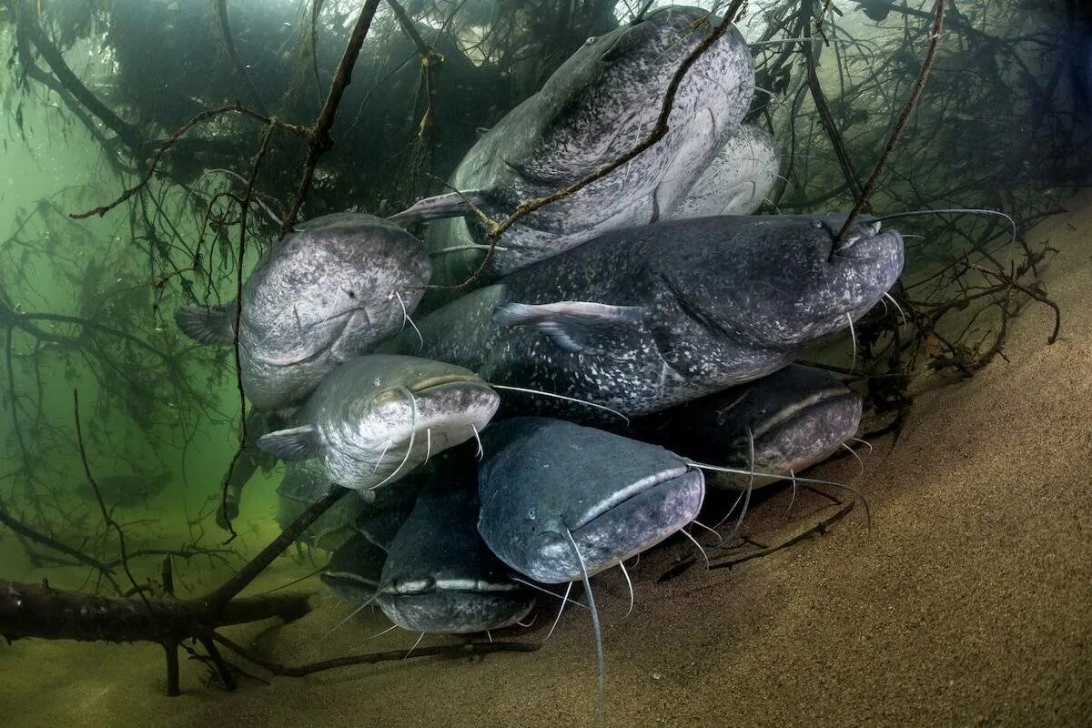 Silurus GLANIS рыба. Сомик Озерный. Сомик Речной. Wels Catfish.