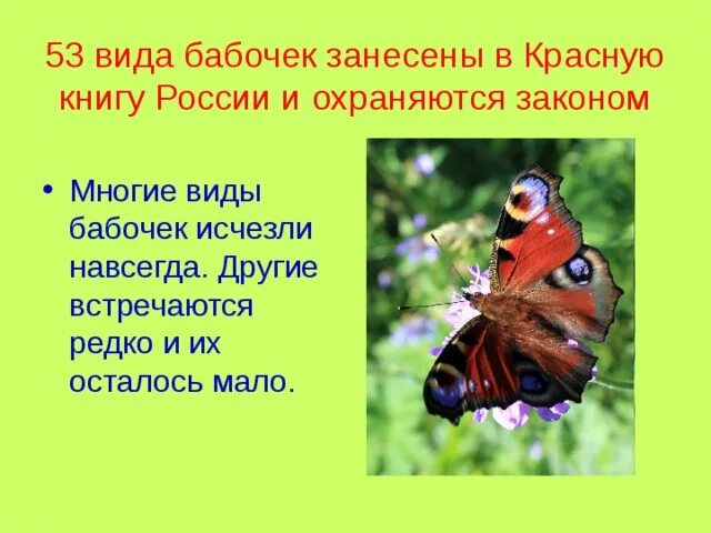 Красная книга казахстана насекомые. Бабочка махаон размах крыльев. Название бабочек. Бабочка из красной книги описание. Какие бабочки занесены в красную книгу.