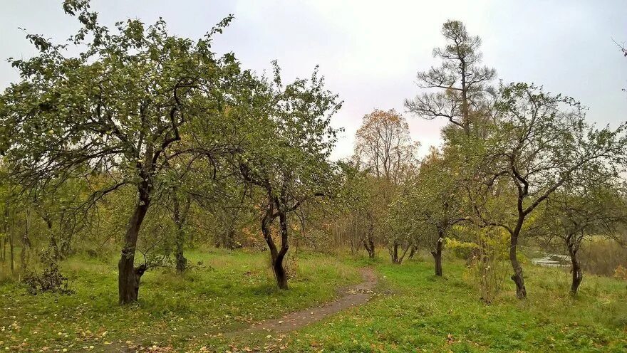 Погода точно в тайцах. Тайцы парк. Таицкий парк. Парк в Тайцах. Тайцы парк Демидовых.