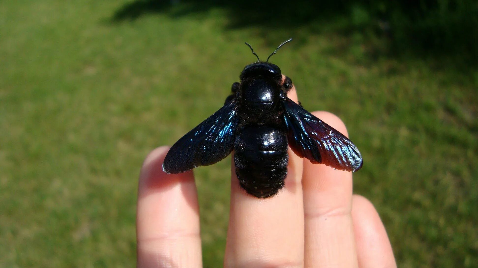 Черное насекомое похожее на осу. Пчела-плотник Xylocopa Valga Gerstaecker, 1872. Пчела-плотник Xylocopa Valga. Шмель-плотник (Xylocopa Valga). Шмель плотник ксилокопа.