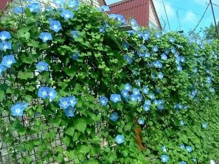 Вьюнок многолетний