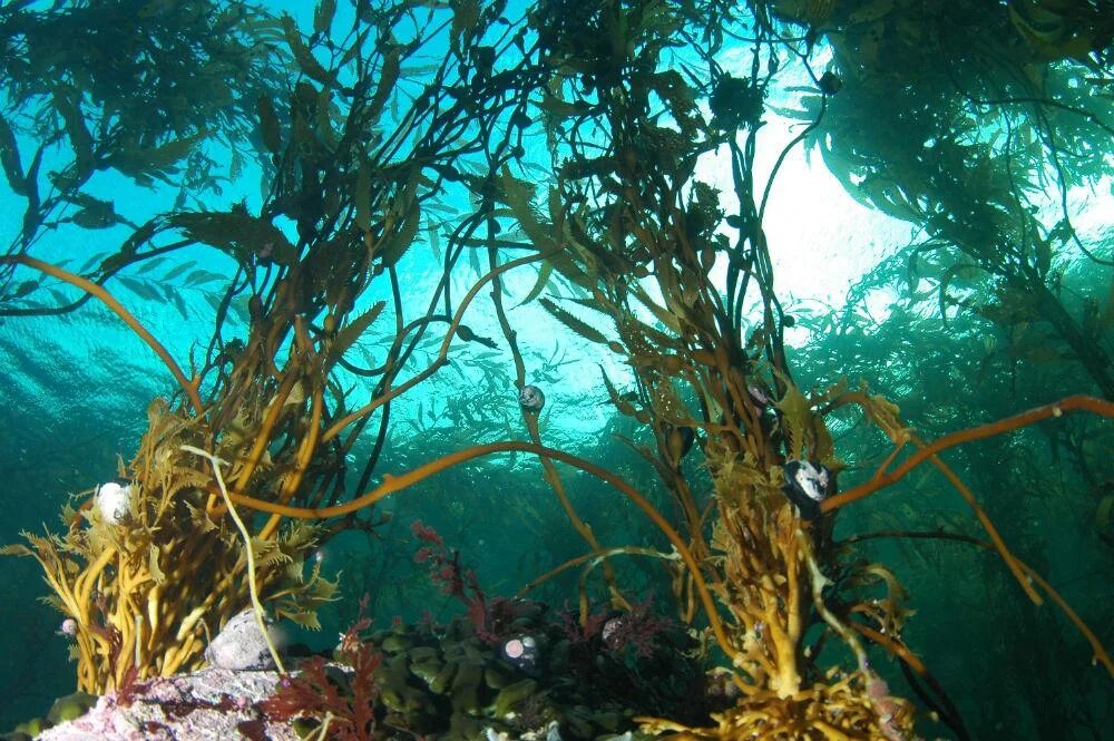 Водоросли крепятся к морскому дну с помощью. Дальневосточный морской заповедник ламинария. макроцистис водоросли. дальневосточный морской заповедник водоросли. макроцистис пирифера.