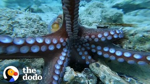 Самый маленький осьминог