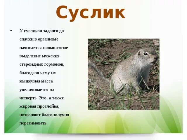 Суслики фото и описание. Животные степи. Сообщение о суслике. Рассказ о суслике. Доклад про суслика.