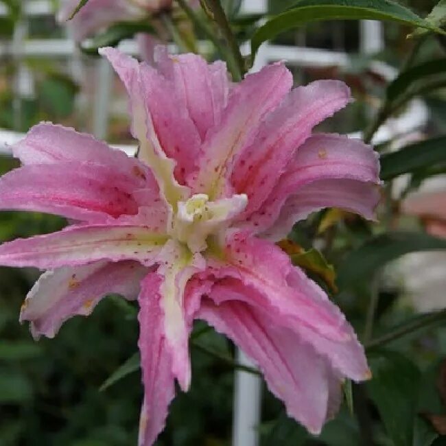 Лилия брокен харт описание. Лилия махровая брокен харт. лилия восточная махровая брокен харт. лилия восточная брокен харт. лилия восточная брокен херт.