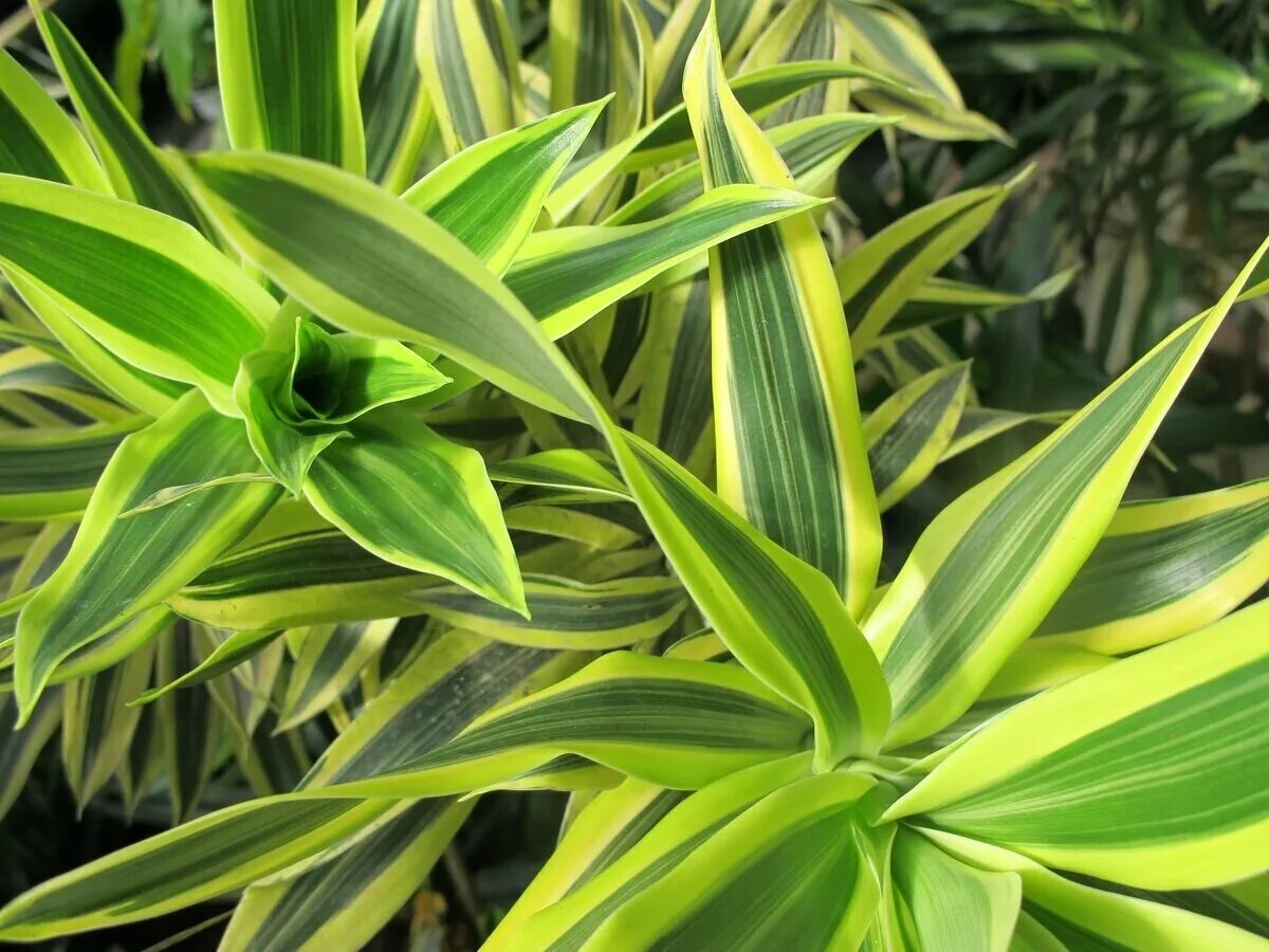 Драцена очень. Драцена деремская schriveriana. драцена отогнутая (dracaena reflexa). драцена бенджамина. драцена деремская зеленая.