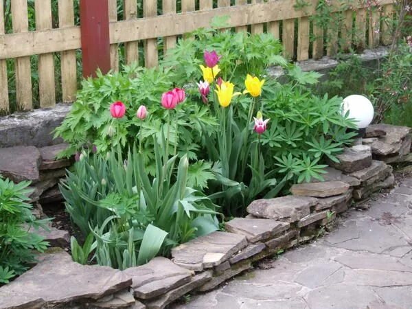 Дизайн посадки тюльпанов на дачном участке фото Amazing Garden bulbs, Front yard garden design, Bulbs garden design
