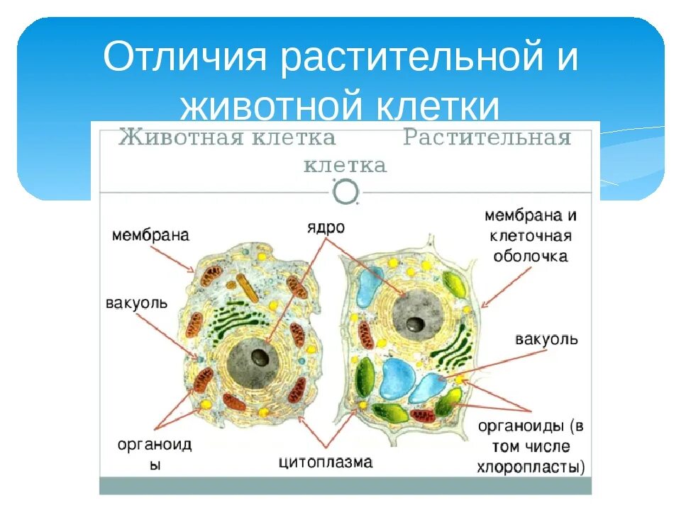 Строение органелл растительной клетки и животной клетки. Органоиды растительной и животной клетки в чем различия. Строение органелл растительной клетки и животной. Органоиды и структура клетки животной. Характеристика животных и растительных клеток