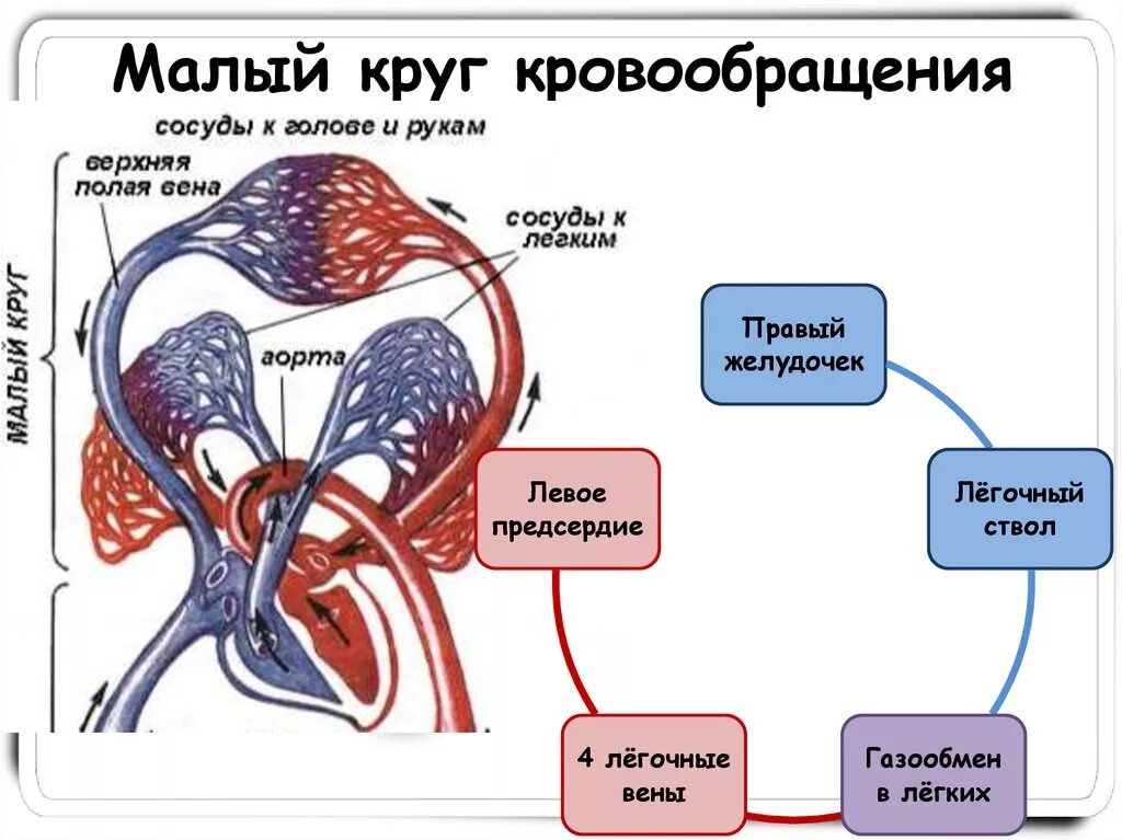 Кровь поступает в легкие по сосудам круга. Малый легочный круг кровообращения схема. Малый круг кровообращения человека. Малый (легочный) круг кровообращения начинается в. Схема малого круга кровообращения.