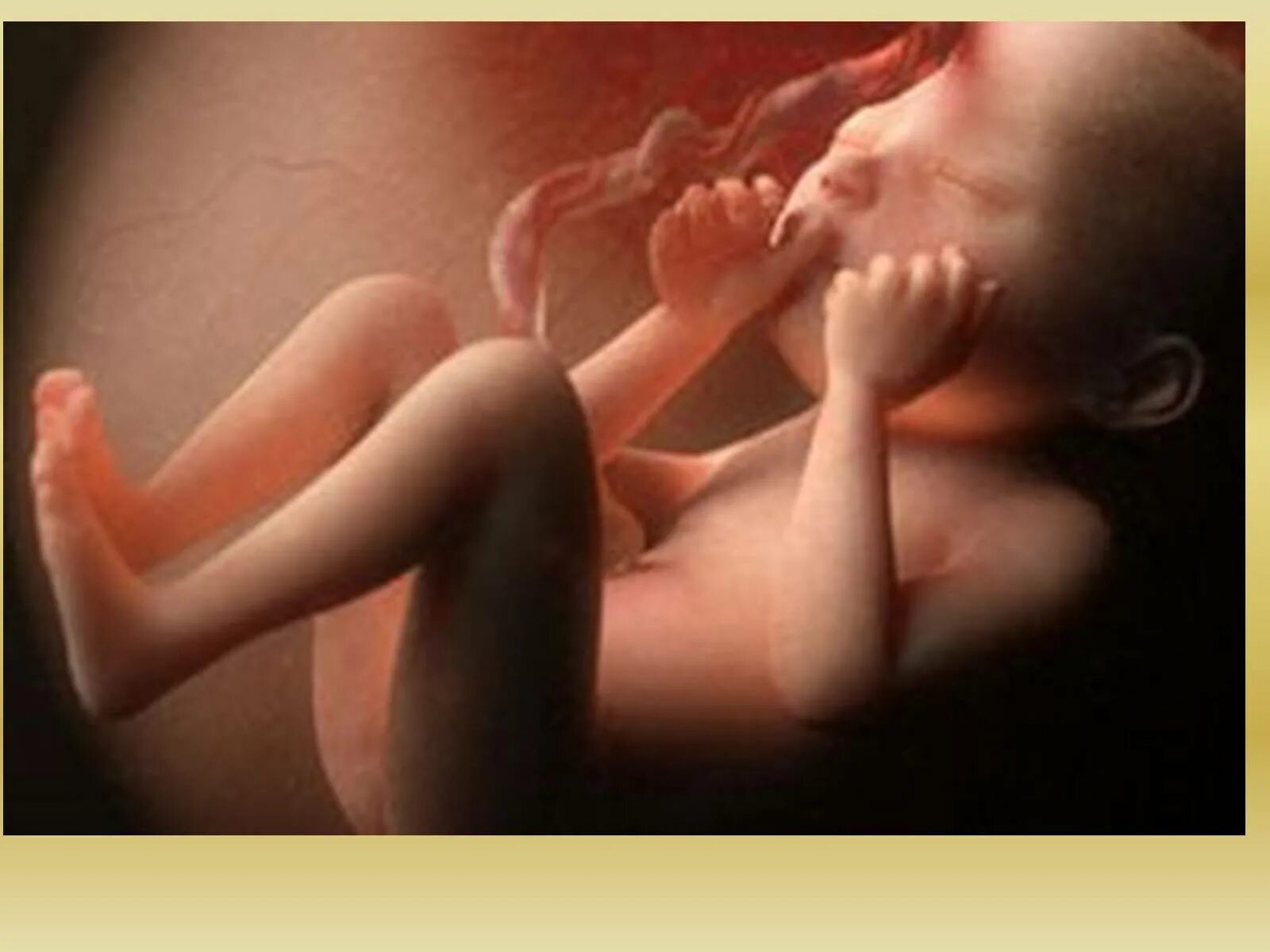 Ощущение 19 недель. Эмбрион на 19 неделе беременности. Ребёнок в 19 недель беременности.