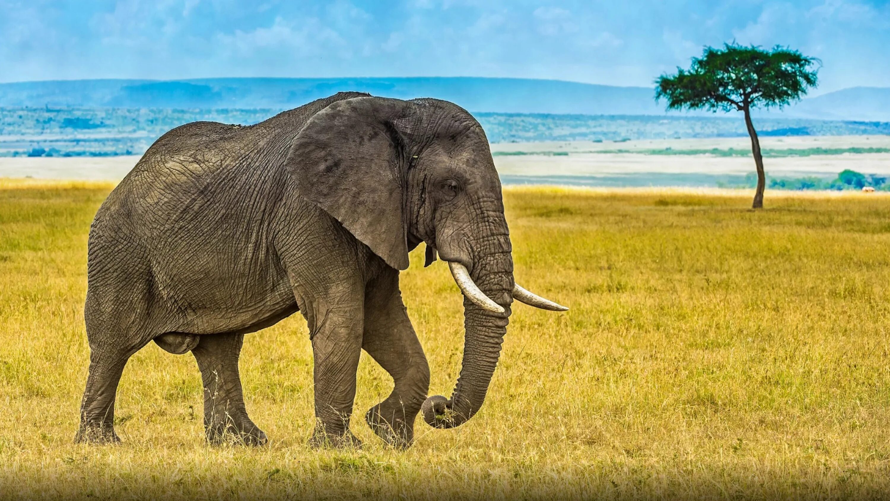 Old elephant. Слон. Африканские слоны. Слон фото. Изображение слона.