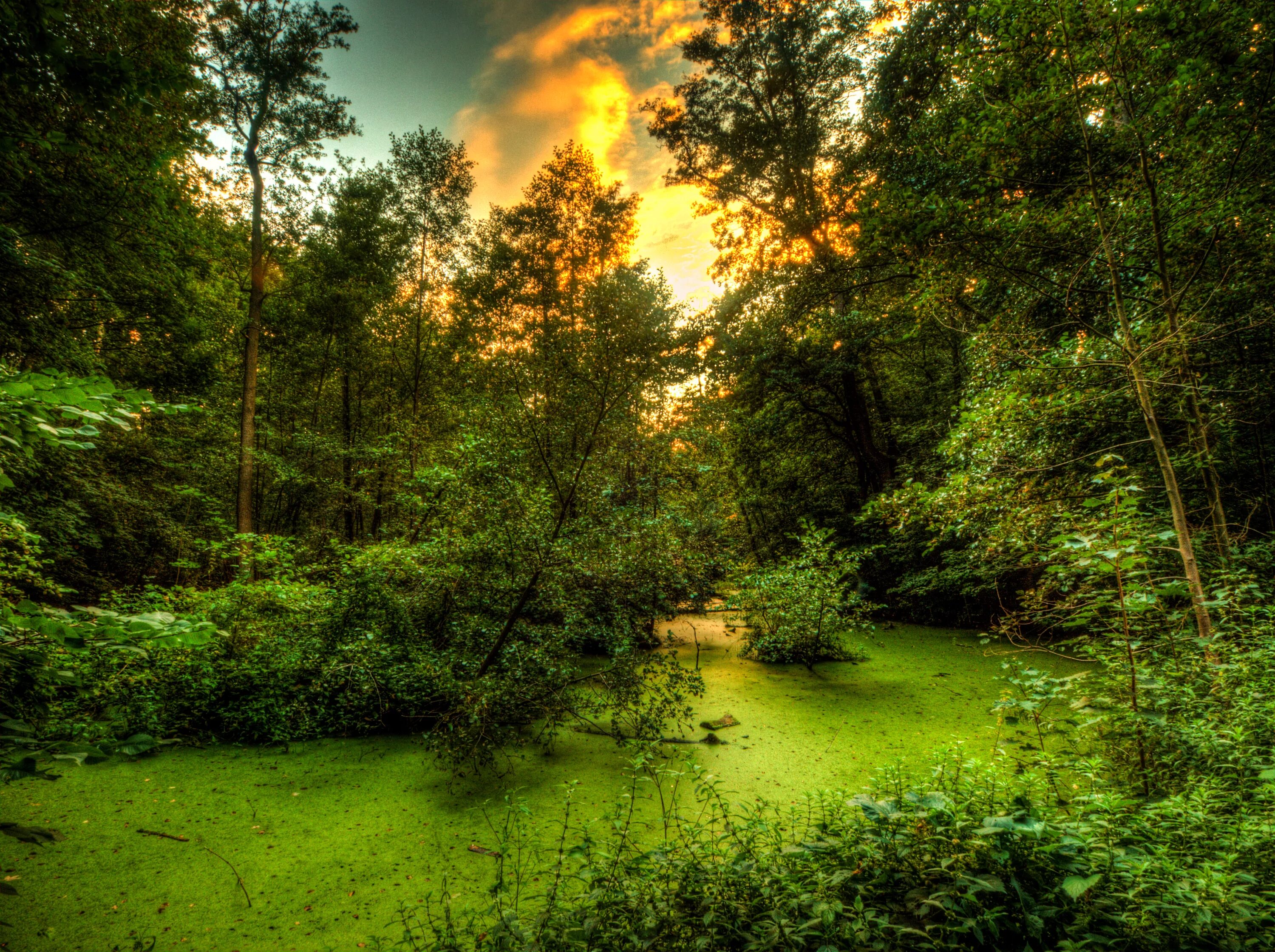 Болото трясина топь. Болотистый лес. Лесные болота подмосковья. Болото в лесу. Болотистый лес румыния.