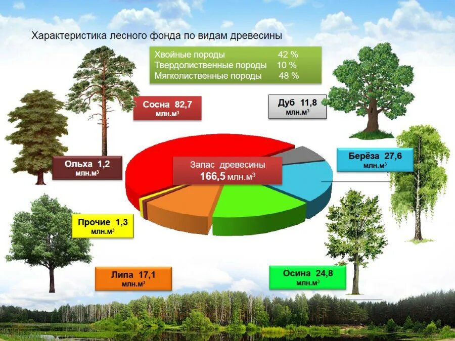 Основные лесообразующие породы. Лесные ресурсы России. Диаграмма леса. Общая площадь лесов в России. Леса Россия график.