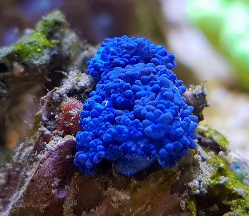 Coral blue. Коралл Акори. Голубой коралл Акори. Голубые кораллы Helioporidae Moseley, 1876. Синие водоросли.