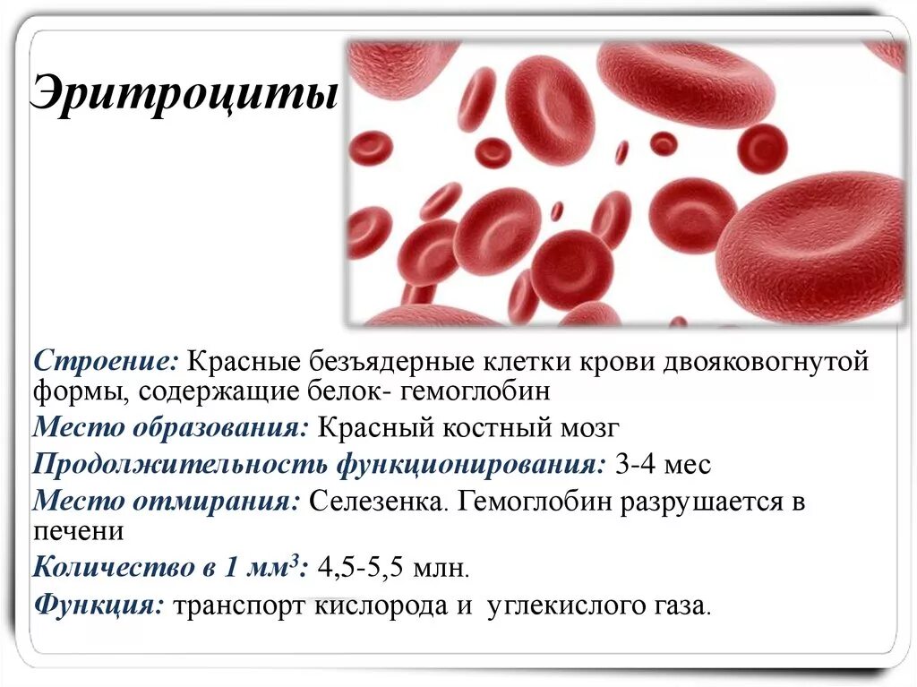 Строение эритроцита человека. Эритроциты строение клетки. Строение эритроцитов в крови. Строение клеток крови человека эритроциты. Эритроциты строение и функции кратко.