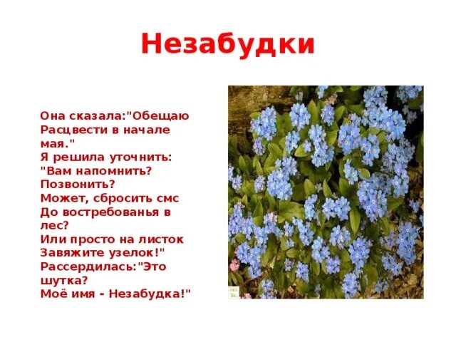 Песня про незабудку. Незабудка описание. Сообщение о незабудке. Девиз незабудки. Незабудка описание растения.