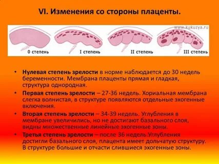 Легкие 1 степень зрелости