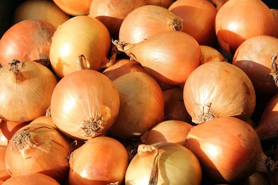 Лук дамаскус f1 (50 шт. Лук, чеснок, луковичные 1кг кимира. Цыбуля это. Лук цибуля. Лук-севок штуттгартер ризен.