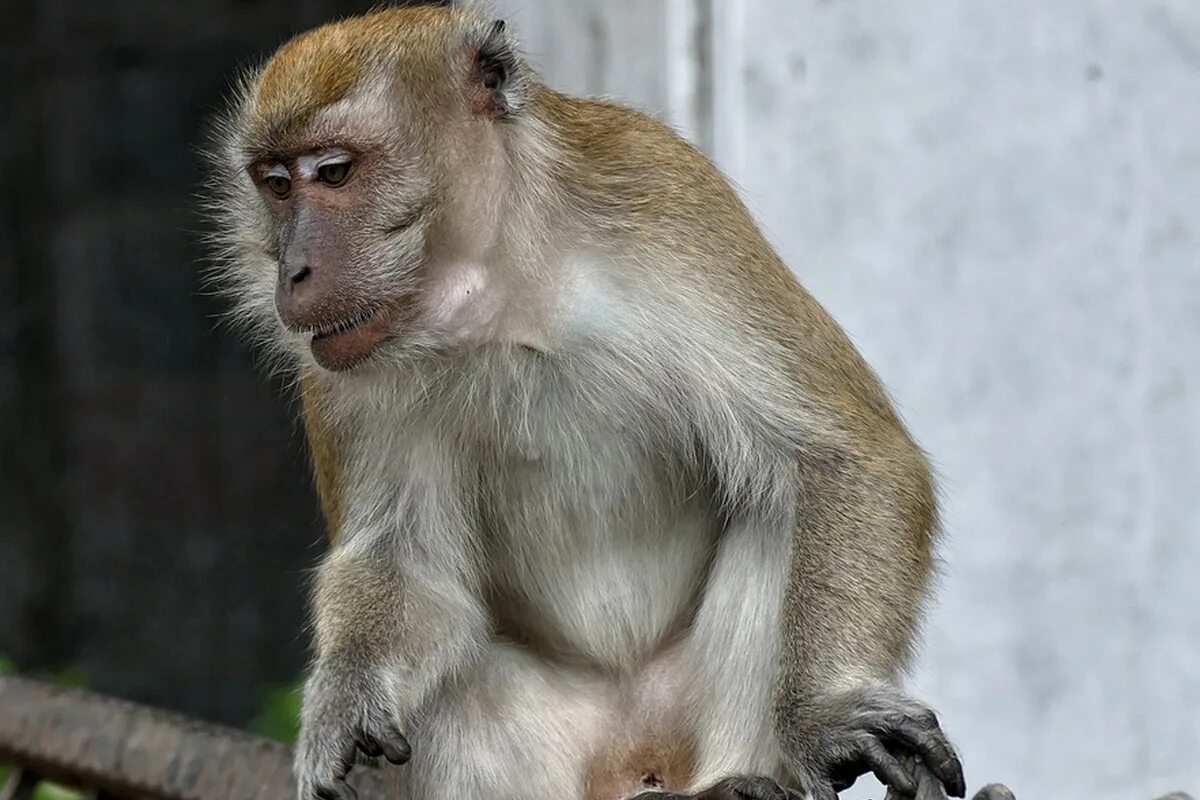 обезьянка чичичи обезьяна. маймун обезьяна. обезьяна чи. обезьяна чичичи настольная игра. обезьянка чичичи.