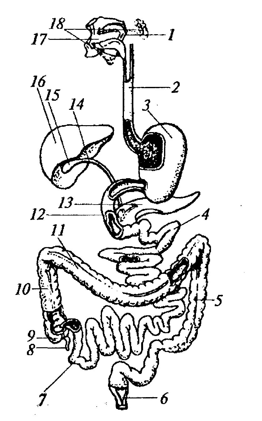 Схема пищеварительного аппарата. Система пищеварения схема. Общая схема строения системы пищеварения. Строение аппарата пищеварения.
