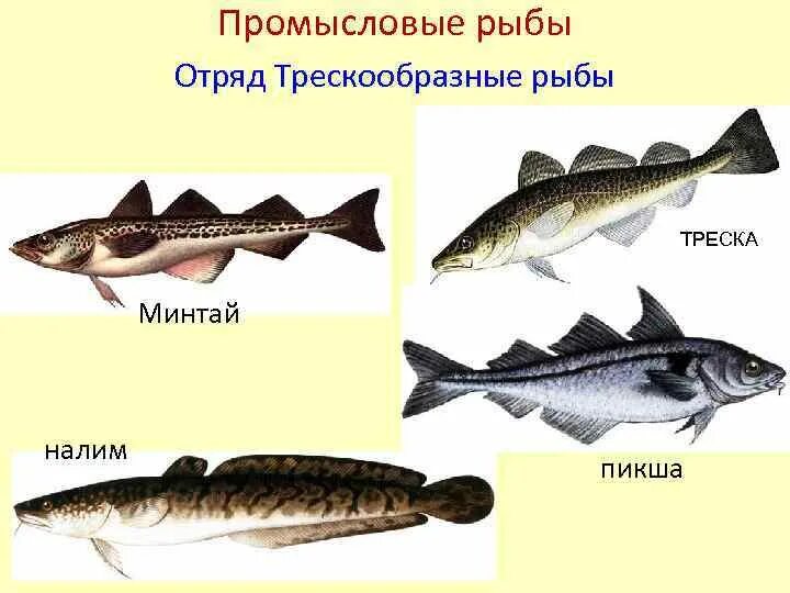 Рыбы похожие на буквы. Отряд тресковые представители. Семейство тресковых рыб представители. Пикша семейство тресковых. Трескообразные это представители промысловых рыб.
