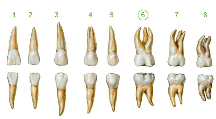 Строение 7 зуба верхней челюсти. 7 Зуб верхней челюсти анатомия. Верхняя семерка зуб анатомия. Семерка нижняя строение зуба.