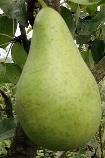 Груша ноябрьская