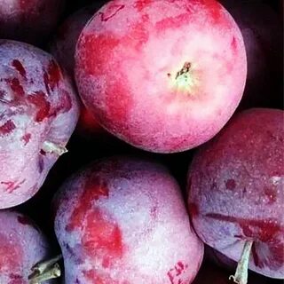 Яблоня вильямс