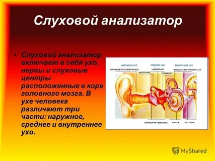 Слуховой анализатор кратко