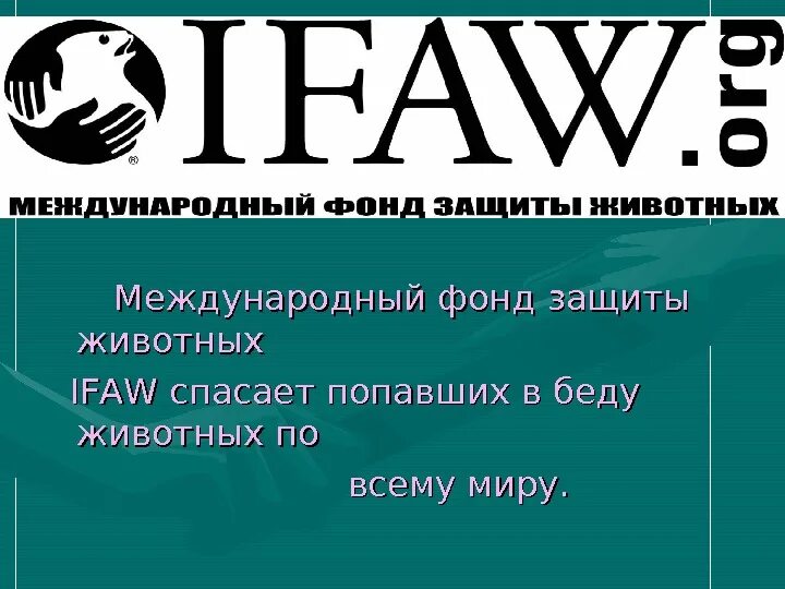 Международный всемирный фонд. IFAW Международный фонд защиты животных. Международный фонд защиты животных IFAW логотип. IFAW В России. Международный фонд защиты животных презентация.