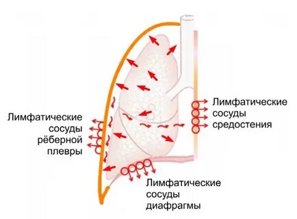 Плеврит жидкость