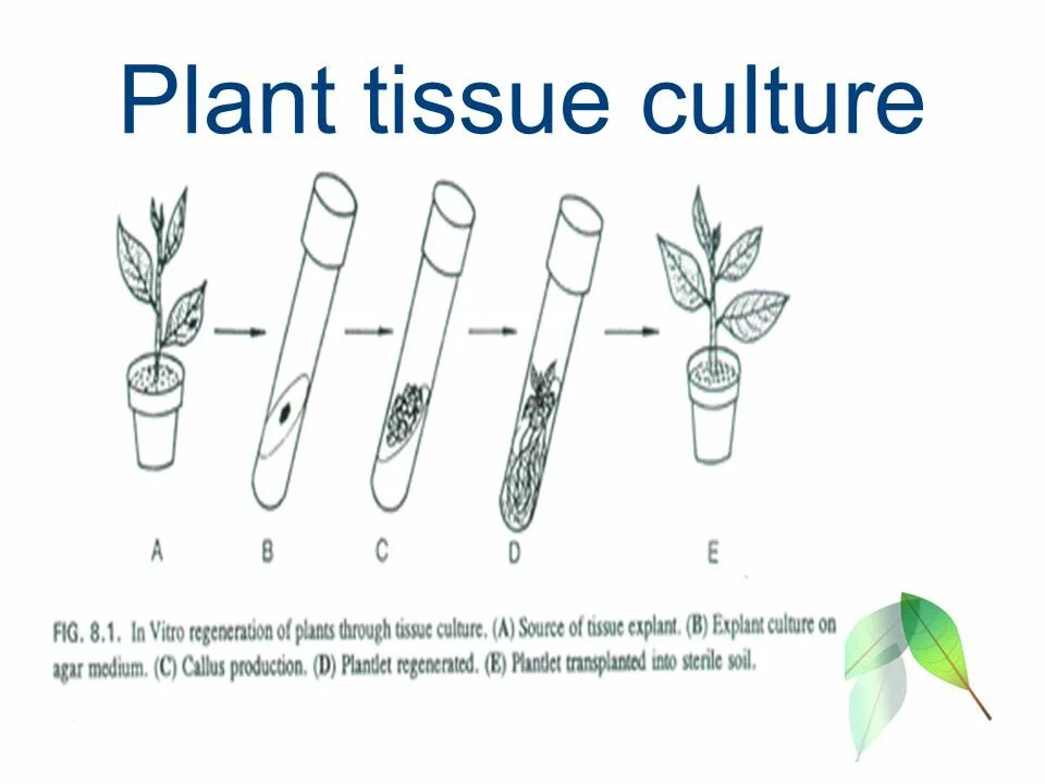 In vitro растения Каллус. Культура клеток растений Каллус. Plant Tissue Culture. Каллусная ткань in vitro. Установите последовательность этапов выращивания растения