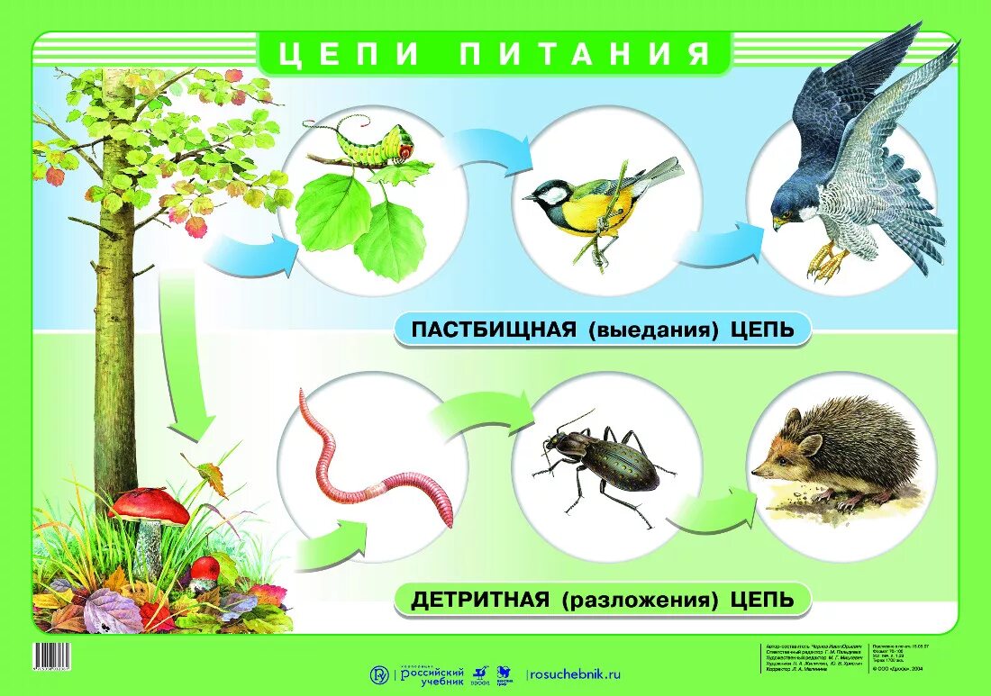 3 цепи питания 5 класс. Цепи питания. Пищевая цепь. Цепочка питания. Биологическая цепь питания.