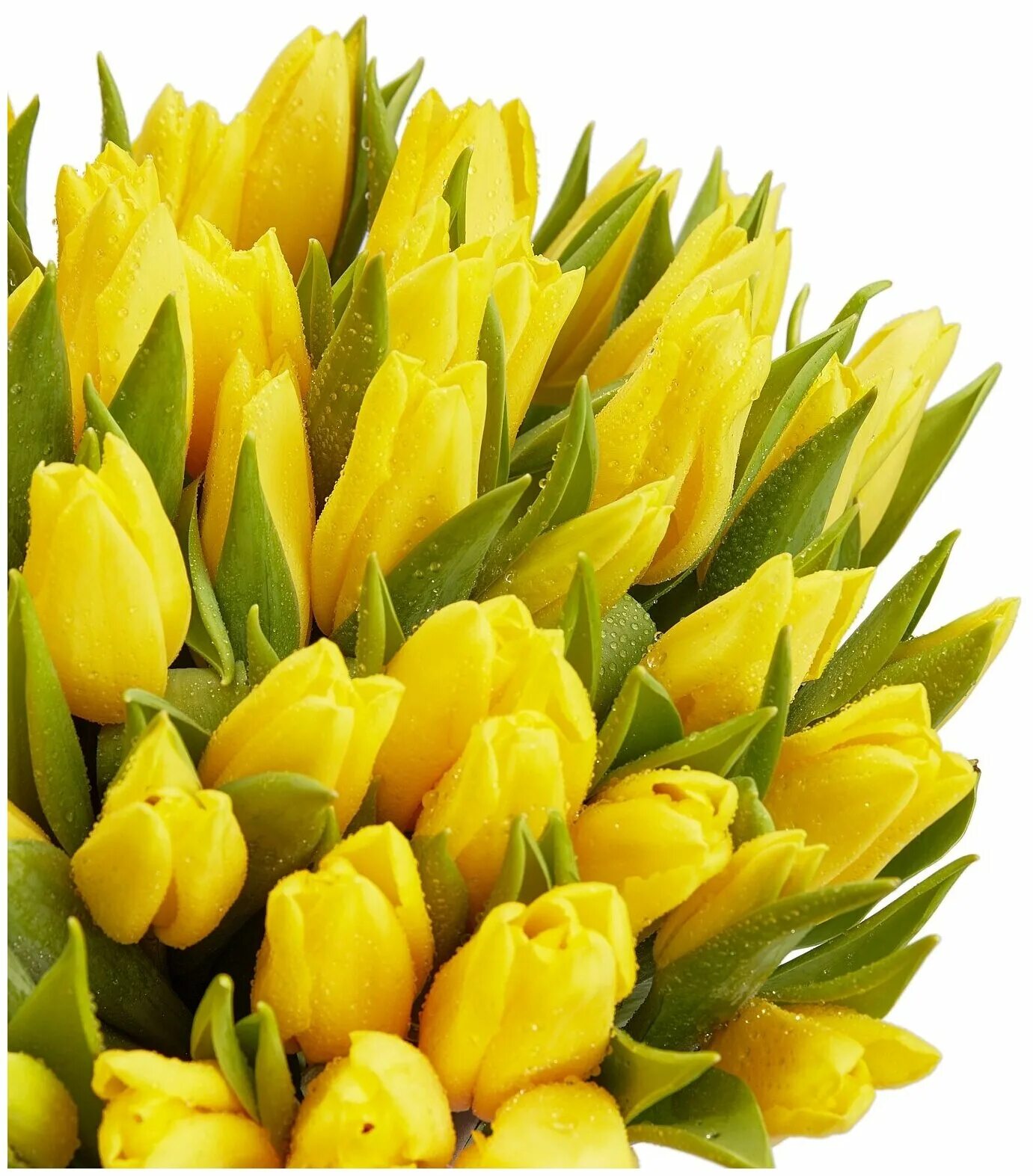 Букет желтых тюльпанов 19шт. 75 Желтых тюльпанов. Букет 10001 тюльпан. Butterfly желтые тюльпаны 234.