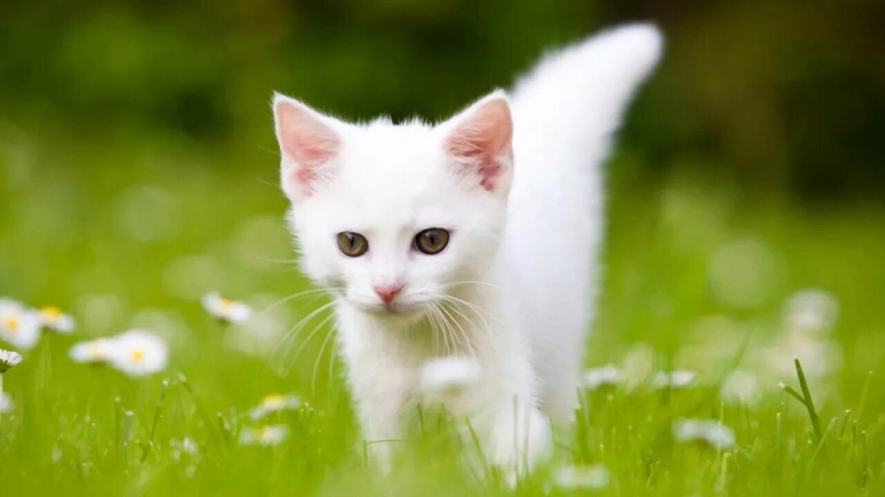 Un gato