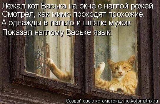 Любимые кошки. Лежит кот васька. Кот проснулся. Кот гадает на ромашке. Сказка про кота ваську.