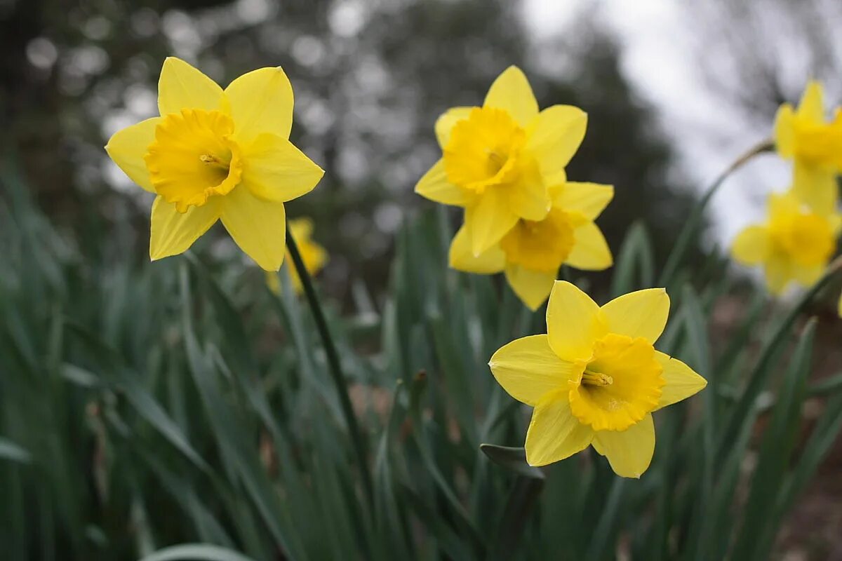 Уэльс – нарцисс (daffodil). Желтый нарцисс символ уэльса. Желтый нарцисс символ уэльса. Нарцисс роял датч. Уэльс – нарцисс (daffodil).
