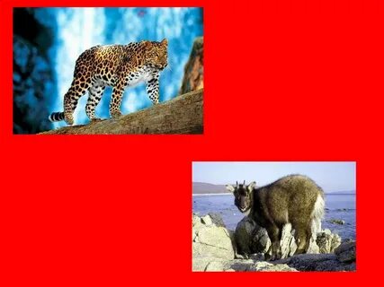 Животные входящие в красную
