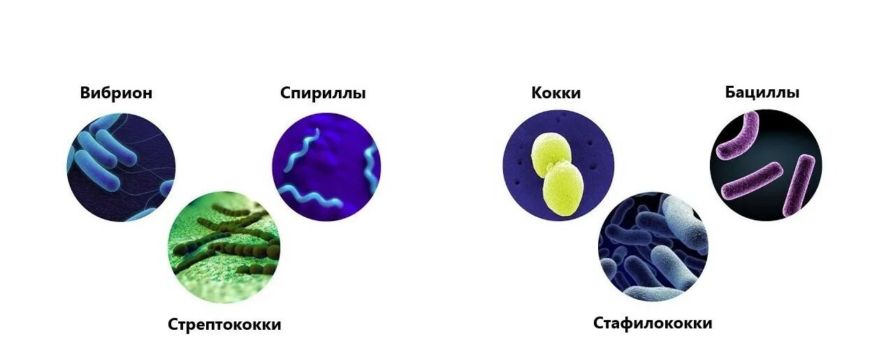 Палочковидные бактерии спириллы. Палочковидные бактерии спириллы