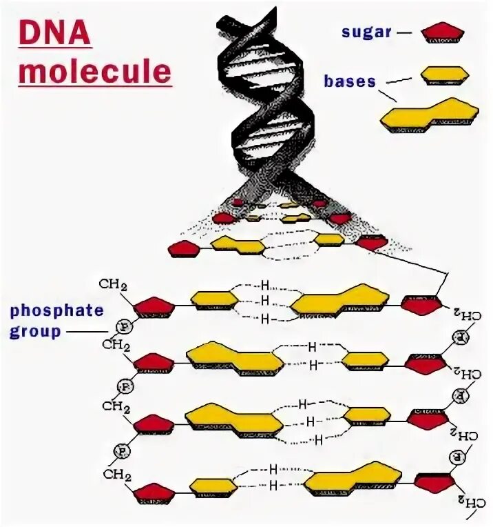 Конструктор ДНК. Phosphate Group in DNA. DNAA. Pentose Sugar in DNA. Достройте молекулу днк