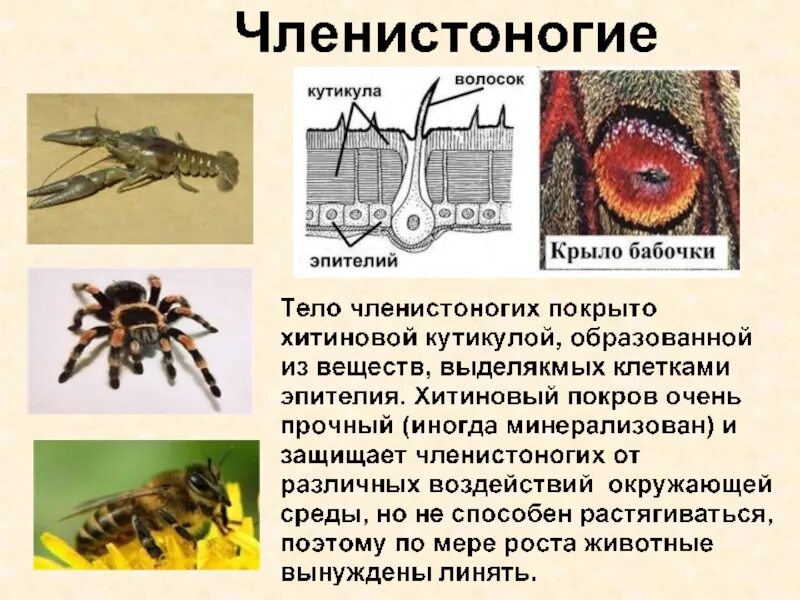 Членистоногие животные с симметрией тела. Тело членистоногих покрыто. членистоногие покровы. покровы тела членистоногих. членистоногие хитиновый покров.