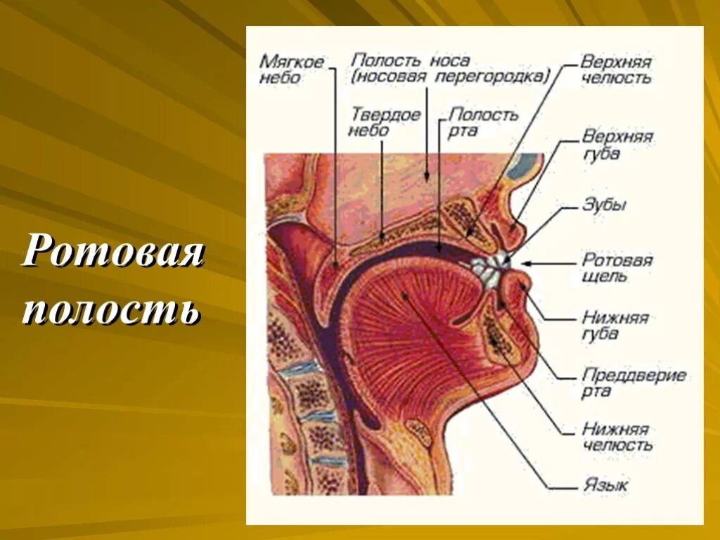 Полость рта анатомия сбоку. Строение ротовой полости человека сбоку. Ротовая полость схема анатомия. Ротовая полость (органы, строение стенок). Что есть во рту человека