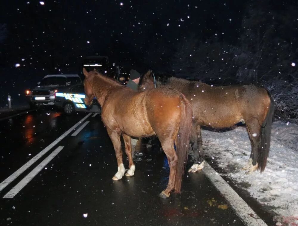 Лошадь на дороге. Лошадь ночью. Лошади зимой.