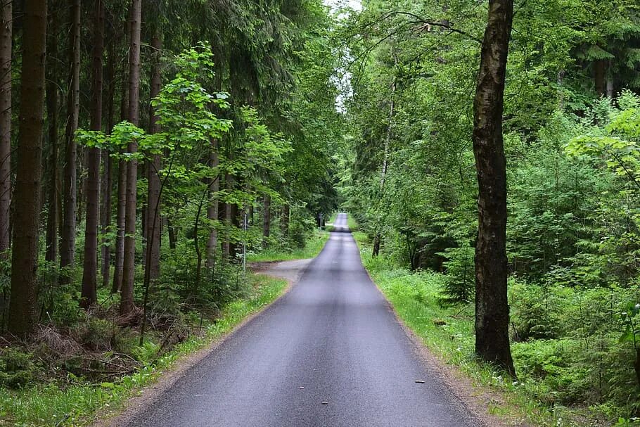 Forest paths
