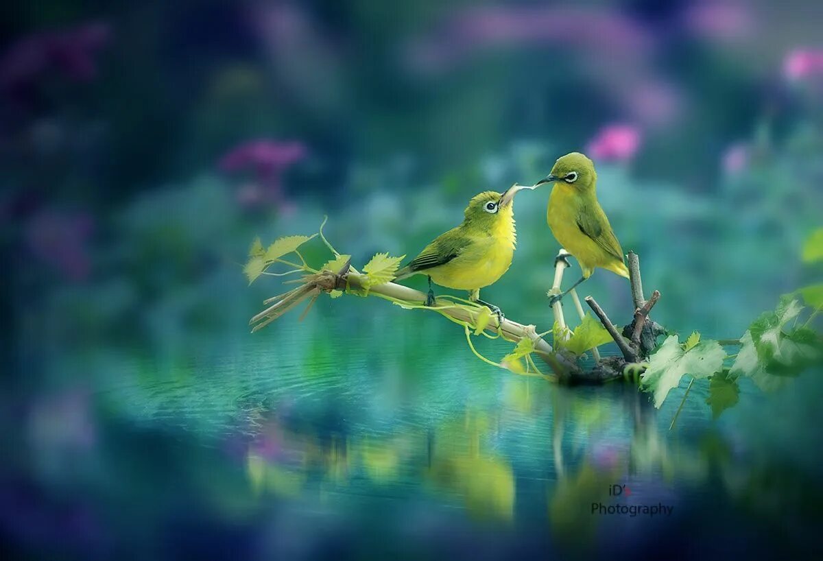 Инстинкты птиц. Красивые птички. Весенние птички. Птицы красивые Божьи. Звуки природы птицы.